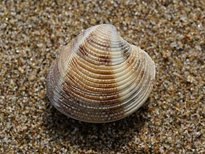 Striped venus clam near Riumar, Baix Ebre, Cat...