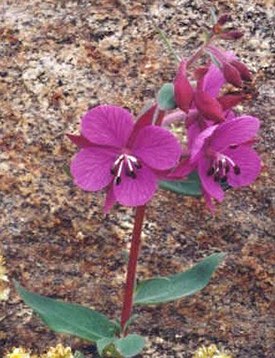 Epilobium latifolium