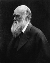 Three quarter length portrait of sixty year old man, balding, with white hair and long white bushy beard, with heavy eyebrows shading his eyes looking thoughtfully into the distance, wearing a wide lapelled jacket.