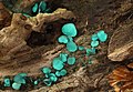 Väike rohetiksik (Chlorociboria aeruginascens)