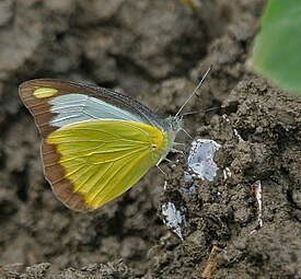 Appias lyncida