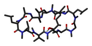 Modell von Ciclosporin