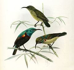 Description de l'image Cinnyris comorensis Keulemans.jpg.