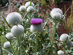 Début de floraison.