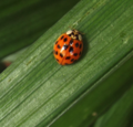 Harmonia axyridis