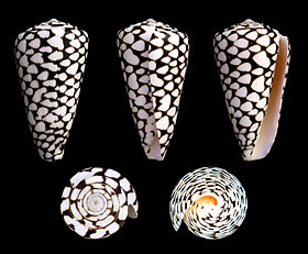 Cinco vistas da concha de Conus marmoreus Linnaeus, 1758, o cone-de-mármore, encontrada no Indo-Pacífico e considerada a espécie-tipo de seu gênero.