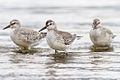 Pilro gordo (Calidris canutus) en paso migratorio postnupcial.