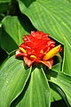 Costus productus