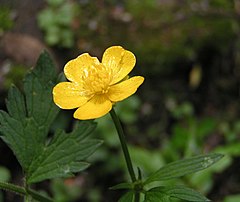 Roomav tulikas (Ranunculus repens)