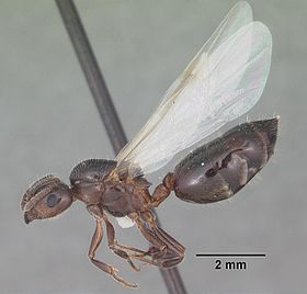 Crematogaster pilosa