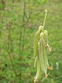 Crotalaria pallida fruits