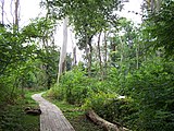 A wooden path leading through a green forest with many deciduous trees on either side and a white sky peeking through their leaves.