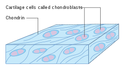 Схема хрящевых клеток, называемых хондробластами CRUK 032.svg