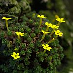 Dionysia iranica