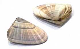 Duas conchas de D. hanleyanus com as valvas unidas; coletadas no Guarujá, São Paulo, Brasil, sem o animal.