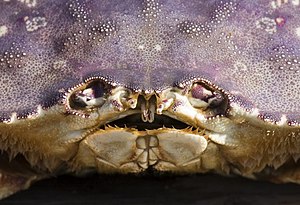 The Dungeness crab, Metacarcinus magister (Crustacea: Decapoda: Cancridae)