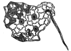 Fig. 3.—Epidermis of Tea-Leaf (under side) x 160.