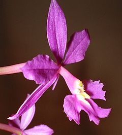 Description de l'image Epidendrum.jpg.