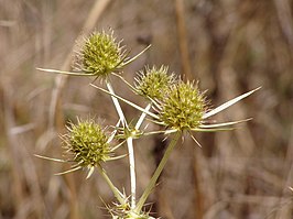 Echte kruisdistel