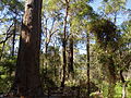 Miniatura para Bosque de Jarrah