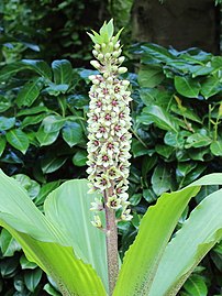 Eucomis montana