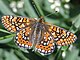 Euphydryas