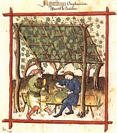 Vigne conduite en ramada Tacuinum Sanitatis (1474), Paris, Bibliothèque nationale, Ms. lat. 9333