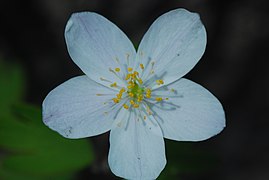 Closeup of a flower