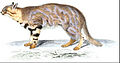 Leopardus colocola pajeros porūšio Jean-Gabriel Prêtre iliustracija