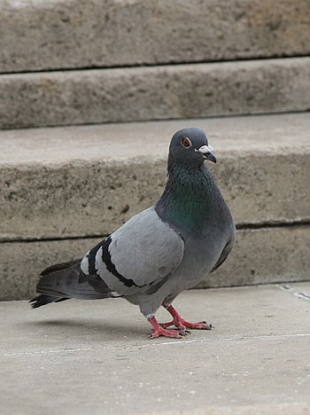 Feral pigeon (Columba livia).