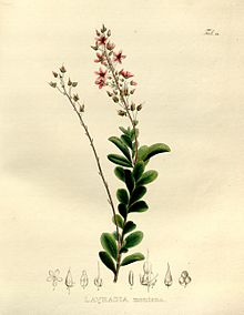 Sauvagesia glandulosa