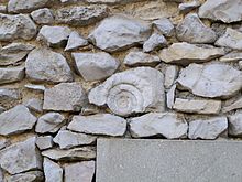 Un fossile dans un mur de pierres