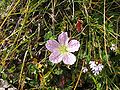 Geranium cinereum