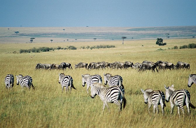Gnus and zebras in the Maasai Mara park reserv...
