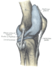 Capsule of right knee-joint (distended). Later...