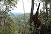 Hutan Hujan Tropis Sumatera