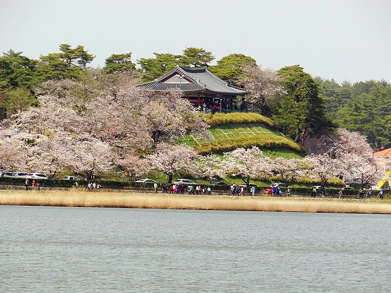 Fitxer:Gyeongpo Lake Cherry Blossoms.JPG