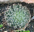Haworthia arachnoidea has numerous dark-green leaves, which have no translucent tips and bear a dense hairy web of spines.
