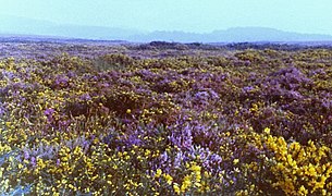 Heathland at Woodbury Common, Devon (England), featuring purple flowers of Calluna vulgaris and yellow flowers of Ulex gallii