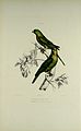 Zitronensittich illustriert von Jean François Michel Daverne (1820–1898) als Bolborhynchus Orbignesia