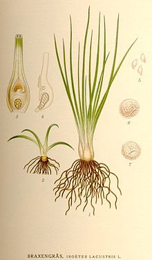 Isoetes lacustris nf.jpg