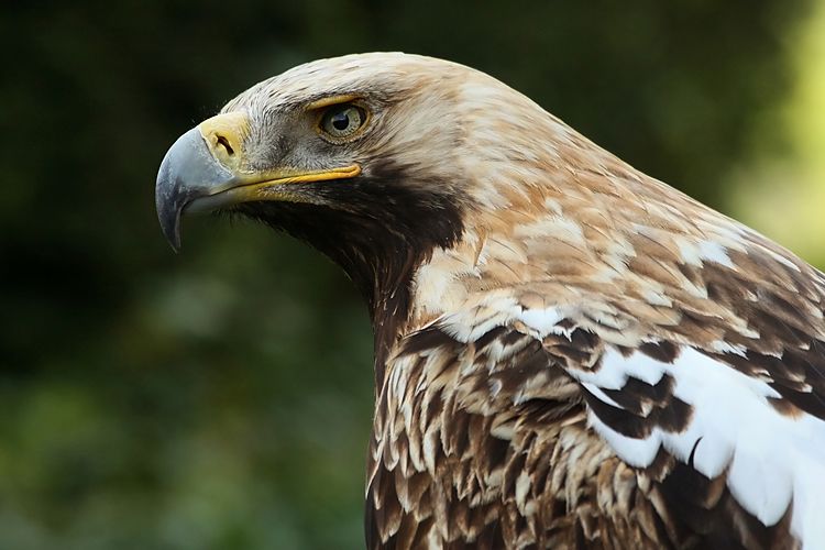 Орёл-могильник (Aquila heliaca)