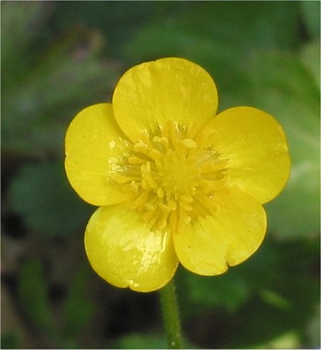 Flower Buttercup