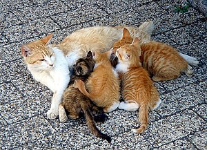 Cats, Kitten