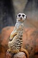 A meerkat poses for the camera at Cameron Park Zoo.