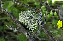 Oakmoss (Evernia prunastri) Lichen foliace2..JPG