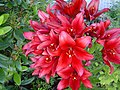 Lilium 'Red Alert'.