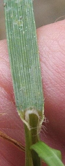 Lolium perenne