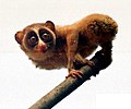 Loris!