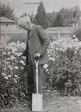 Luther_Burbank_1900_Papaver